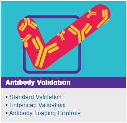 Antibody Validation